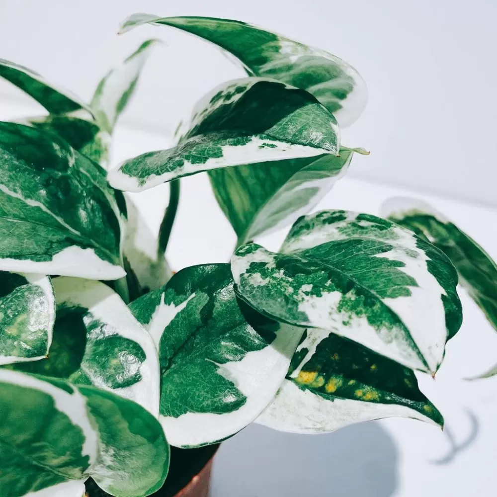 Benefits Of Indoor Plants Devils Ivy 1
